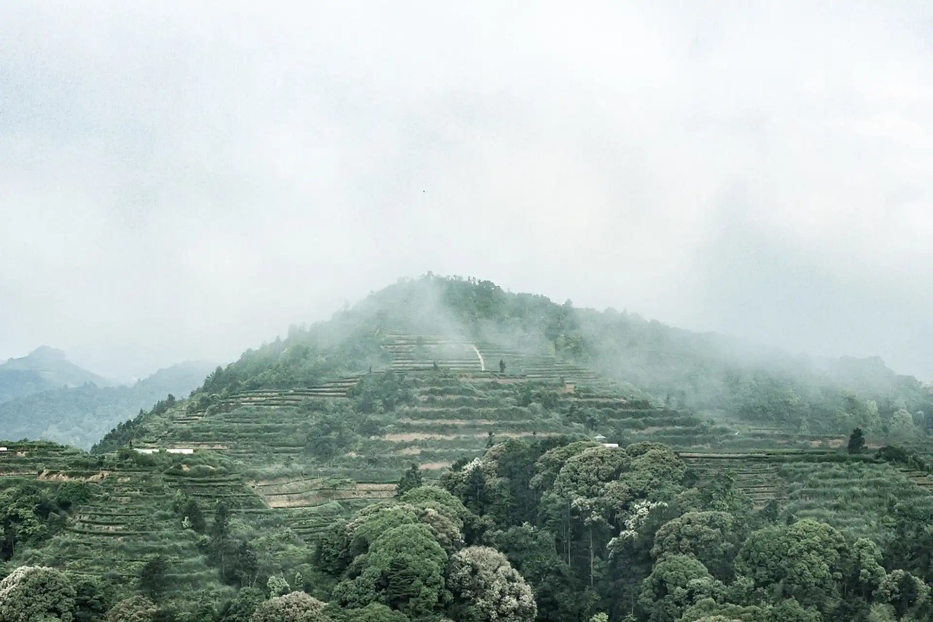Darjeeling Tee Wirkung